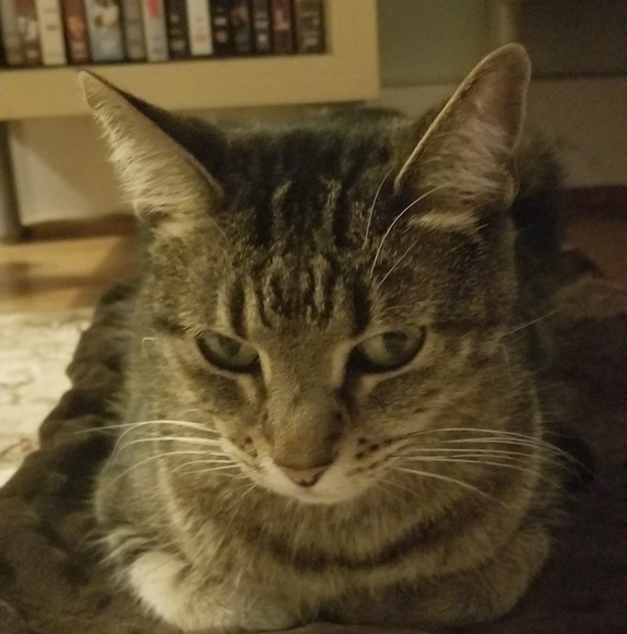 bibilovesangus
